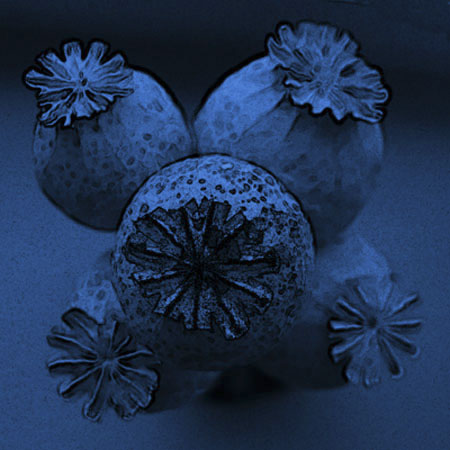 Poppy seed heads - blue version
